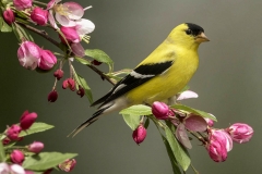 Goldfinch